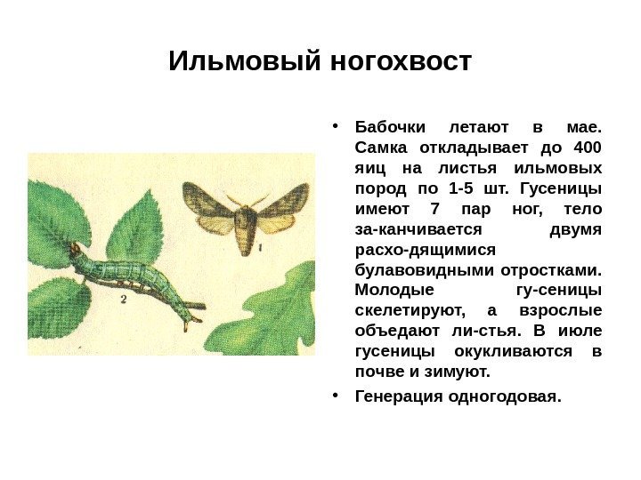 Ильмовый ногохвост • Бабочки летают в мае.  Самка откладывает до 400 яиц на