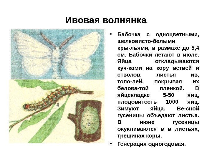 Ивовая волнянка • Бабочка с одноцветными,  шелковисто-белыми кры-льями,  в размахе до 5,