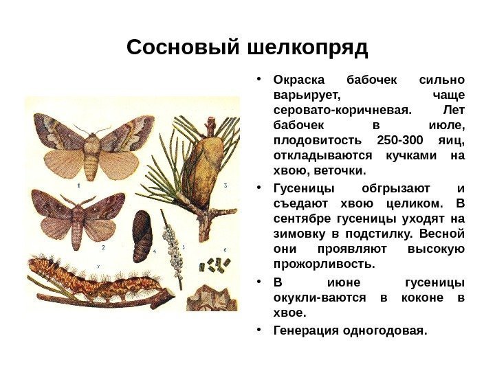 Сосновый шелкопряд • Окраска бабочек сильно варьирует,  чаще серовато-коричневая.  Лет бабочек в