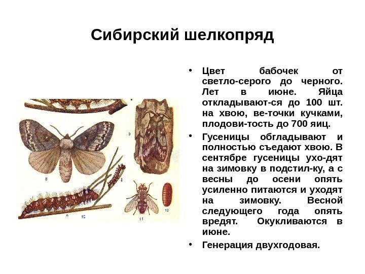 Сибирский шелкопряд • Цвет бабочек от светло-серого до черного.  Лет в июне. 