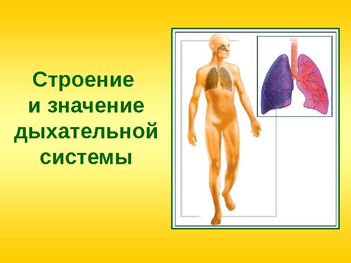 Строение и значение дыхательной системы 