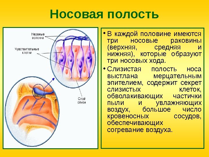 Носовая полость • В каждой половине имеются три носовые раковины (верхняя,  средняя и