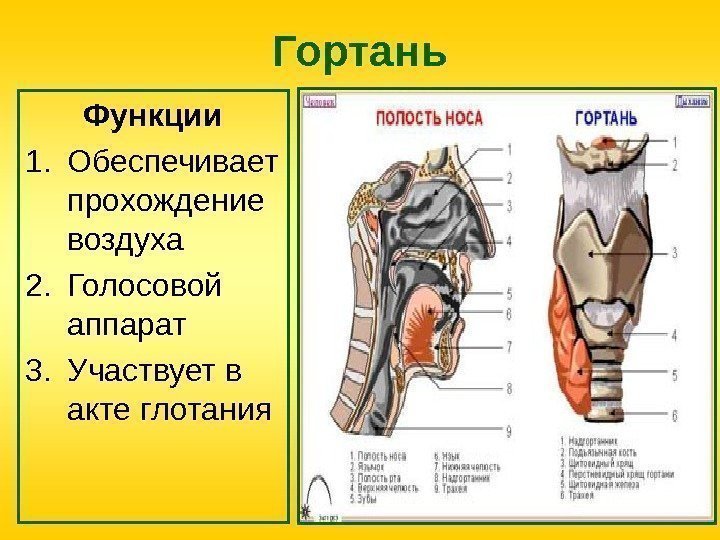 Гортань Функции 1. Обеспечивает прохождение воздуха 2. Голосовой аппарат 3. Участвует в акте глотания