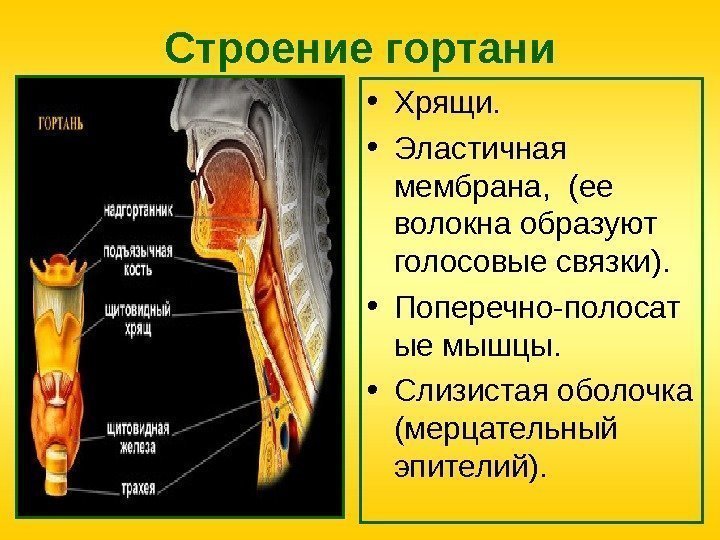 Строение гортани • Хрящи.  • Эластичная мембрана,  (ее волокна образуют голосовые связки).