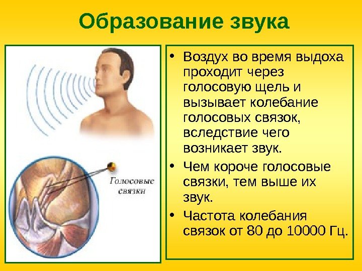 Образование звука • Воздух во время выдоха проходит через голосовую щель и вызывает колебание