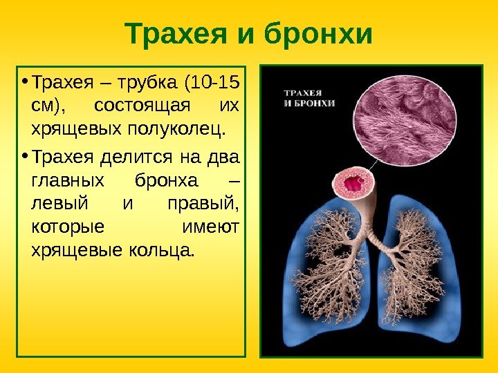 Трахея и бронхи • Трахея – трубка (10 -15 см),  состоящая их хрящевых
