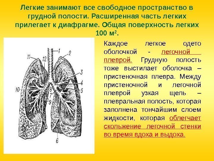 Легкие занимают все свободное пространство в грудной полости. Расширенная часть легких прилегает к диафрагме.