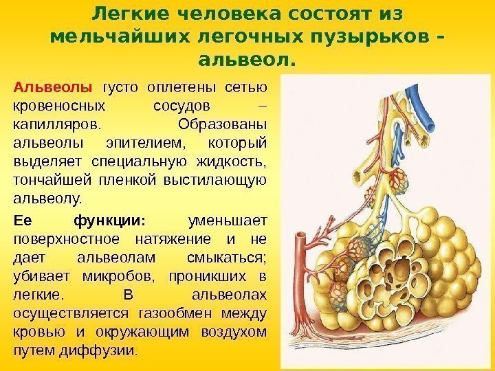Легкие человека состоят из мельчайших легочных пузырьков – альвеол. Альвеолы  густо оплетены сетью