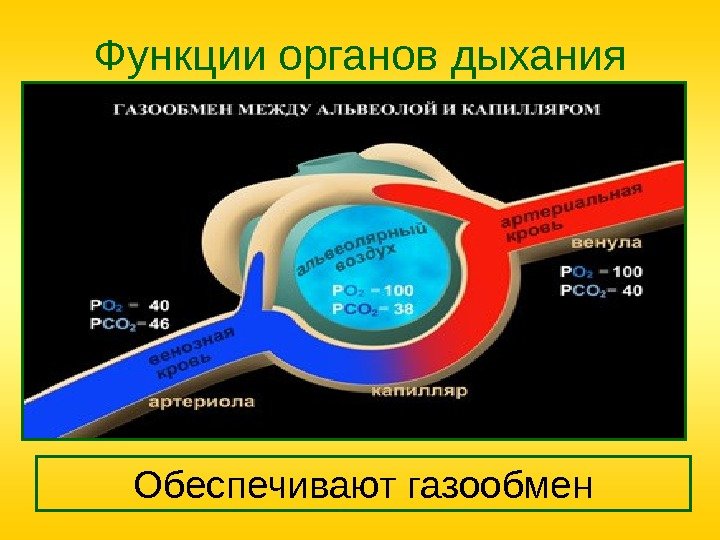 Функции органов дыхания Обеспечивают газообмен 