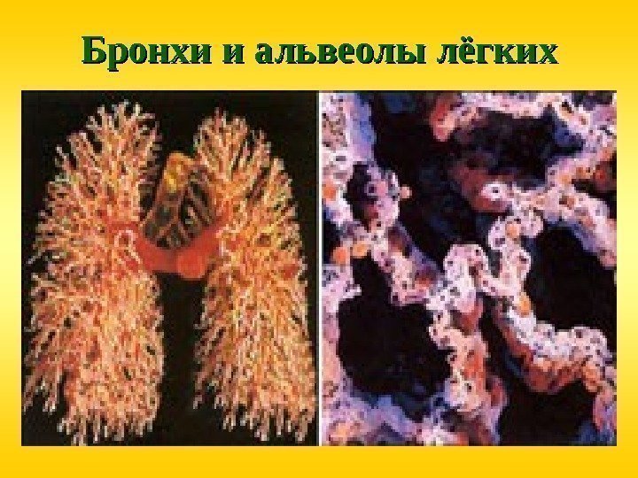 Бронхи и альвеолы лёгких 