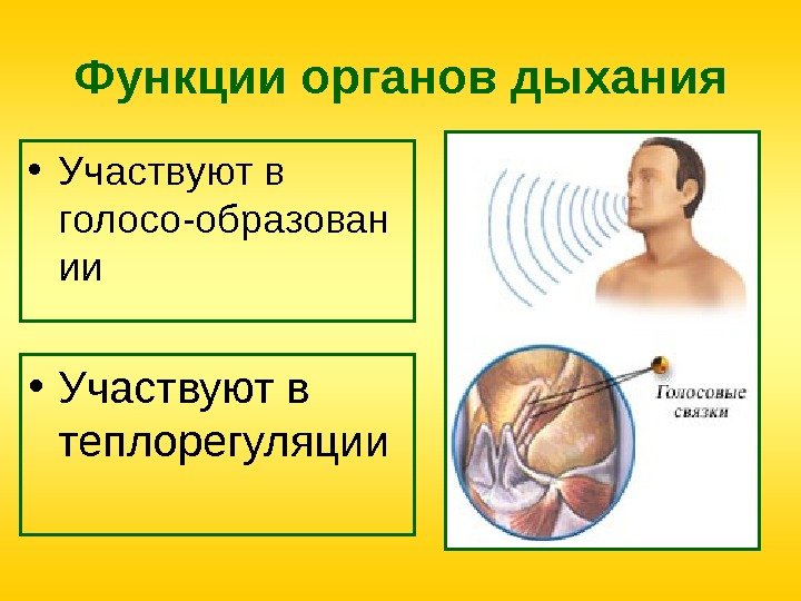 Функции органов дыхания • Участвуют в голосо-образован ии • Участвуют в теплорегуляции 