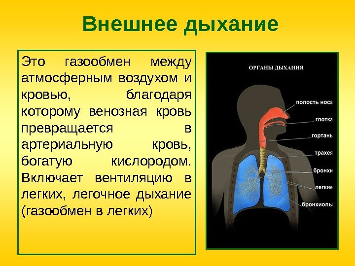 Внешнее дыхание Это газообмен между атмосферным воздухом и кровью,  благодаря которому венозная кровь