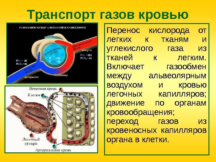 Транспорт газов кровью Перенос кислорода от легких к тканям и углекислого газа из тканей
