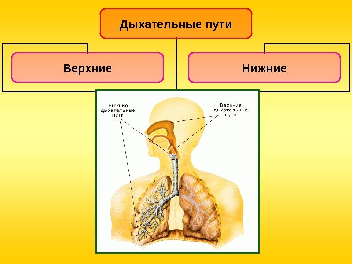 Дыхательные пути Верхние Нижние  