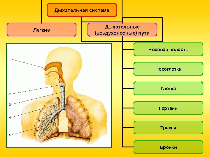 Дыхательная система Легкие Дыхательные (воздухоносные) пути Носовая полость Носоглотка Гортань Трахея Бронхи  