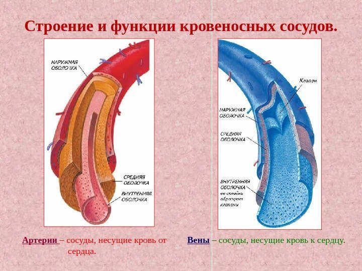 Строение и функции кровеносных сосудов. Артерии – сосуды, несущие кровь от   