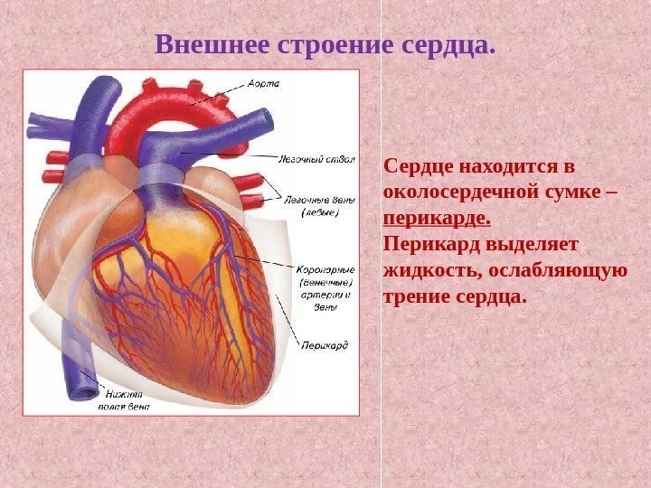 Внешнее строение сердца. Сердце находится в околосердечной сумке – перикарде. Перикард выделяет жидкость, ослабляющую