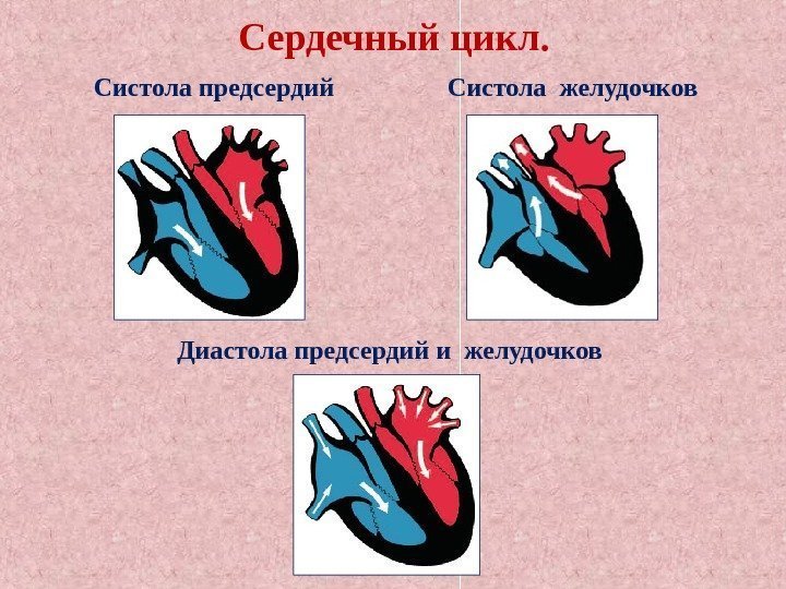 Сердечный цикл. Систола желудочков. Систола предсердий Диастола предсердий и желудочков 