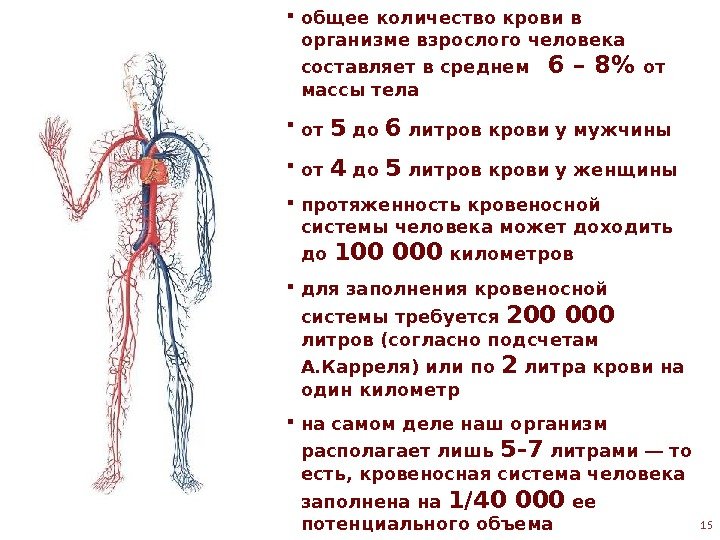  общее количество крови в организме взрослого человека составляет в среднем  6 –