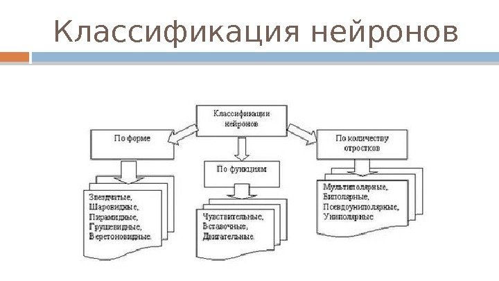 Классификация нейронов  