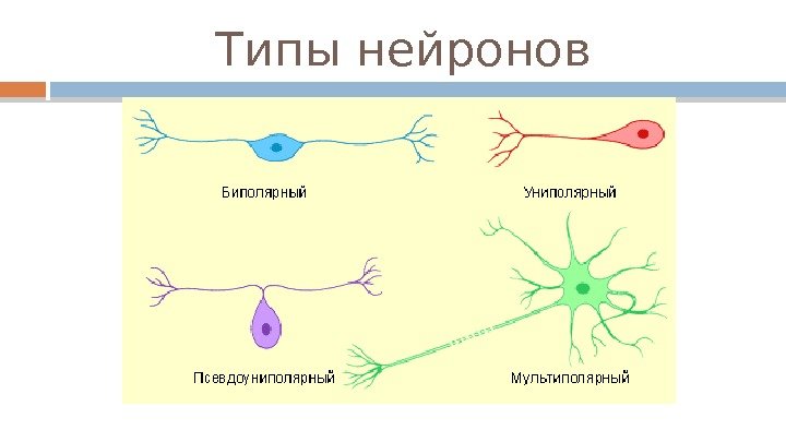 Типы нейронов  