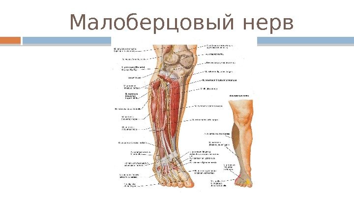 Малоберцовый нерв  