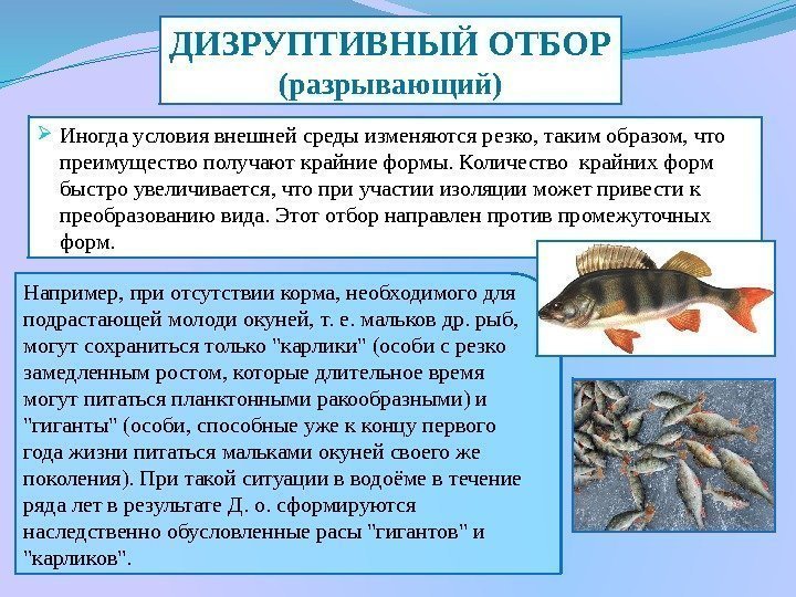 Например, при отсутствии корма, необходимого для подрастающей молоди окуней, т. е. мальков др. рыб,