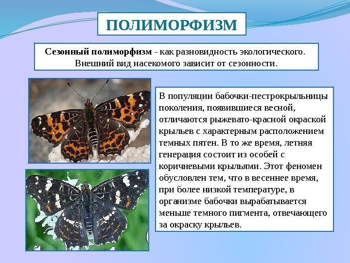 ПОЛИМОРФИЗМ Сезонный полиморфизм - как разновидность экологического.  Внешний вид насекомого зависит от сезонности.