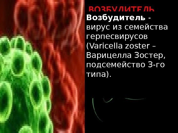 Возбудитель - вирус из семейства герпесвирусов (Varicella zoster – Варицелла Зостер,  подсемейство З-го