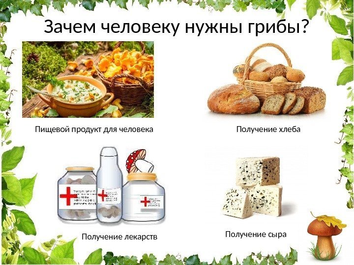 Зачем человеку нужны грибы? Пищевой продукт для человека Получение хлеба Получение лекарств Получение сыра