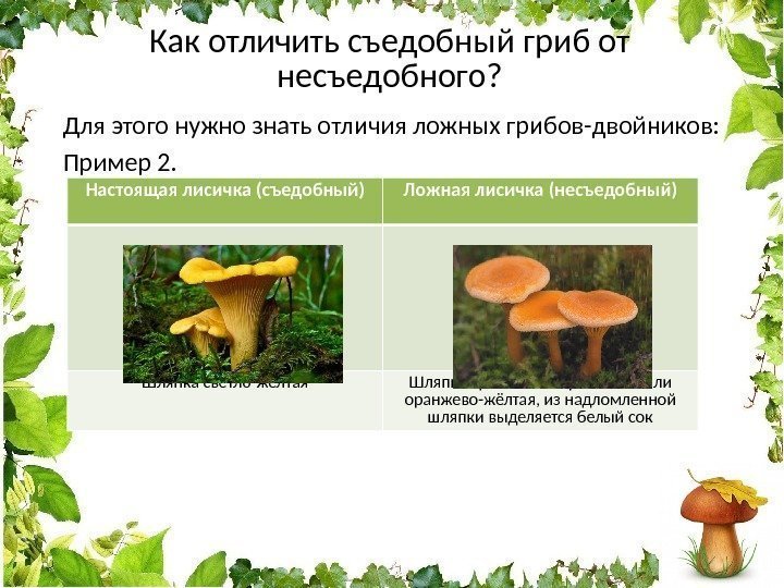 Как отличить съедобный гриб от несъедобного? Для этого нужно знать отличия ложных грибов-двойников: Пример