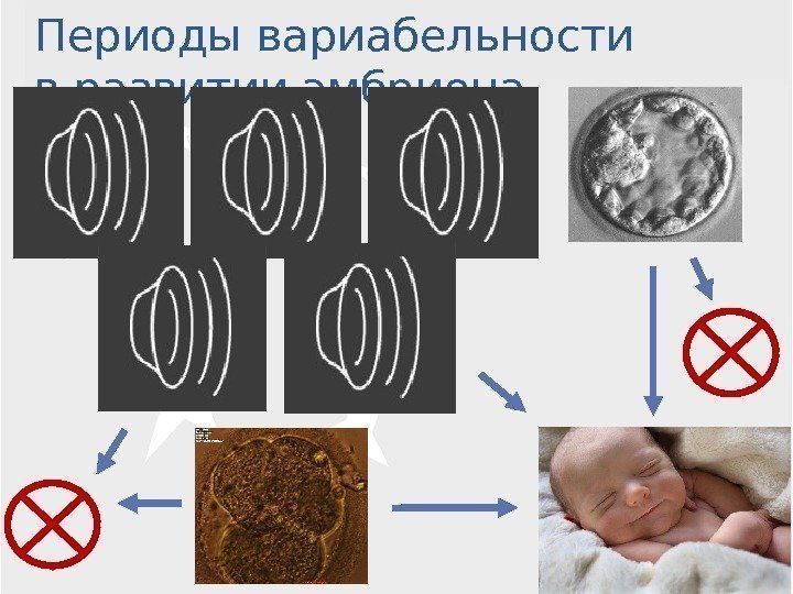 Эквифинальные процессы. Периоды вариабельности в развитии эмбриона 