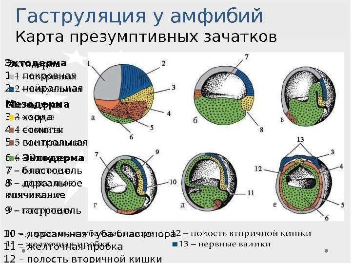 Гаструляция у амфибий Карта презумптивных зачатков Эктодерма 1 – покровная 2 – нейральная Мезодерма