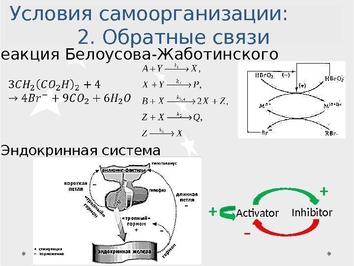 Условия самоорганизации: 2. Обратные связи Реакция Белоусова-Жаботинского Эндокринная система Activator Inhibitor + + –