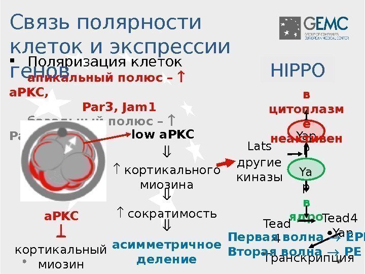 Транскрипция Поляризация клеток апикальный полюс – a. PKC, Par 3, Jam 1 базальный полюс