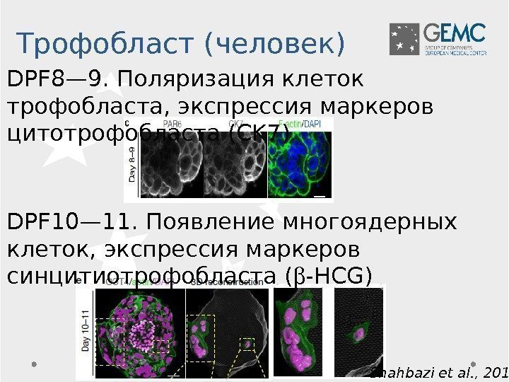DPF 8— 9. Поляризация клеток трофобласта, экспрессия маркеров цитотрофобласта (CK 7) Shahbazi et al.