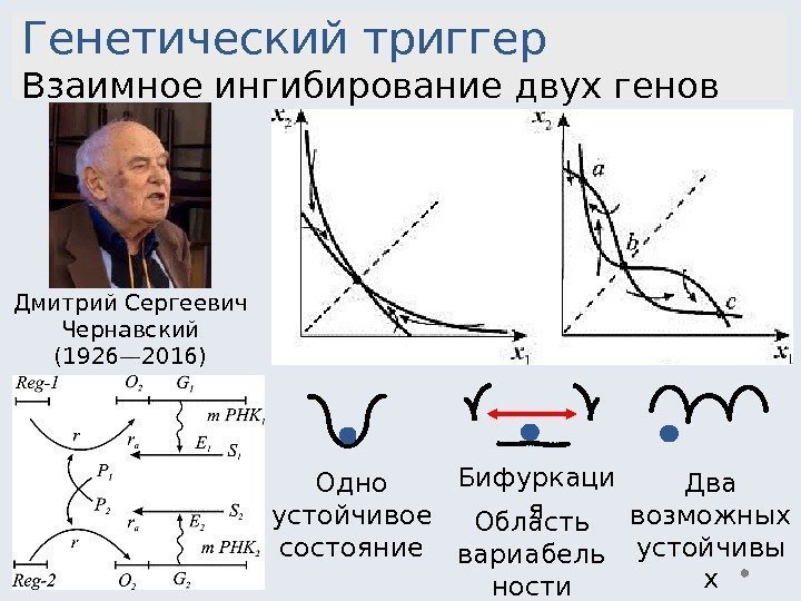 Дмитрий Сергеевич Чернавский (1926— 2016)Генетический триггер Взаимное ингибирование двух генов Одно устойчивое состояние Два