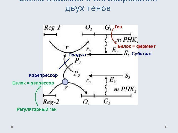 Схема взаимного ингибирования двух генов Ген Белок = фермент Продукт Субстрат Корепрессор Белок =