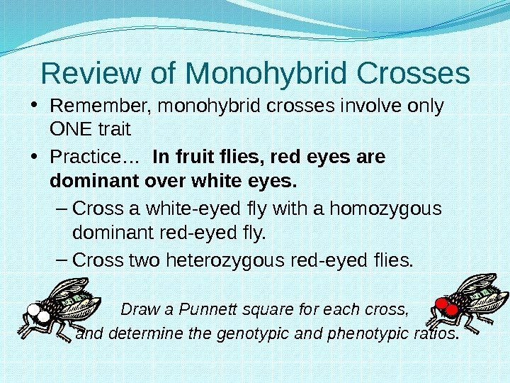 Review of Monohybrid Crosses • Remember, monohybrid crosses involve only ONE trait • Practice…