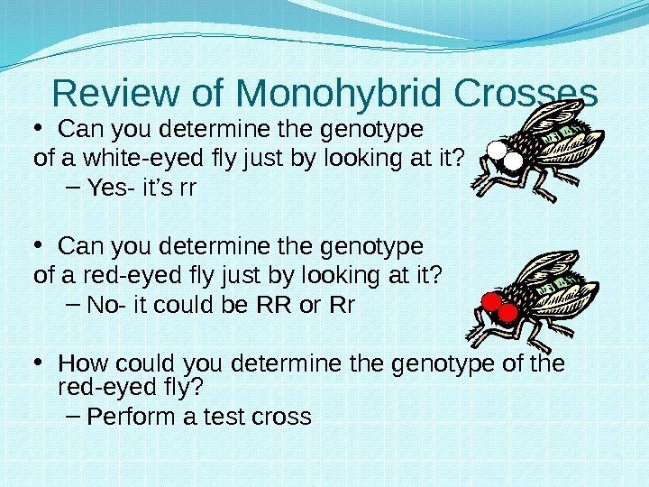 Review of Monohybrid Crosses • Can you determine the genotype of a white-eyed fly