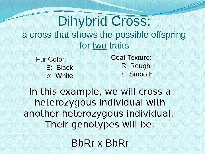 Dihybrid Cross: a cross that shows the possible offspring for two traits Fur Color: