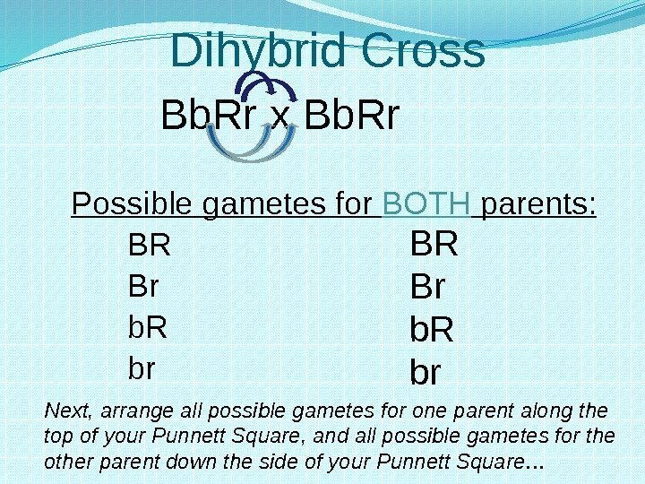 Dihybrid Cross Bb. Rr x Bb. Rr Possible gametes for BOTH parents: BR Br