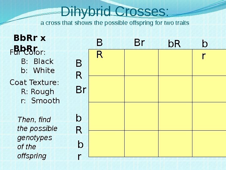 Dihybrid Crosses: a cross that shows the possible offspring for two traits Fur Color: