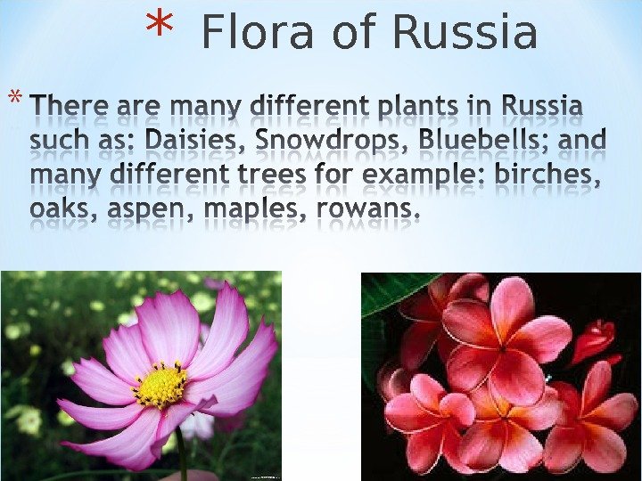 *  Flora of Russia 