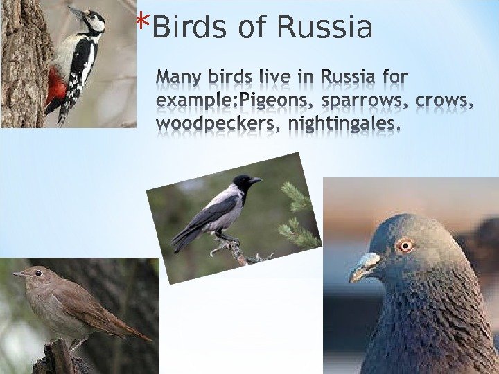 * Birds of Russia 