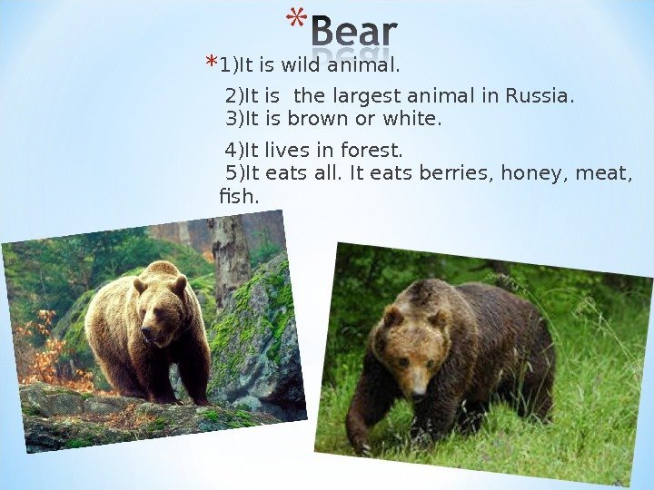 * 1)It is wild animal. 2)It is the largest animal in Russia.  3)It