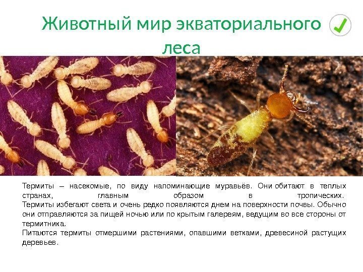 Животный мир экваториального леса Термиты – насекомые,  по виду напоминающие муравьёв.  Они
