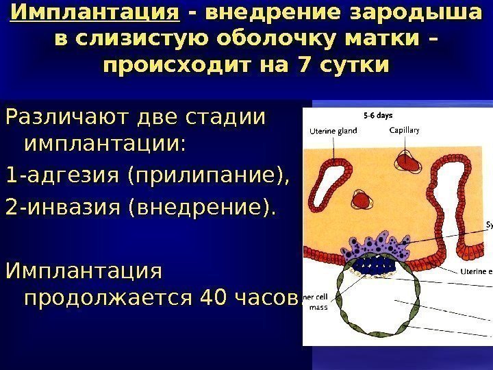 Имплантация происходит в матке