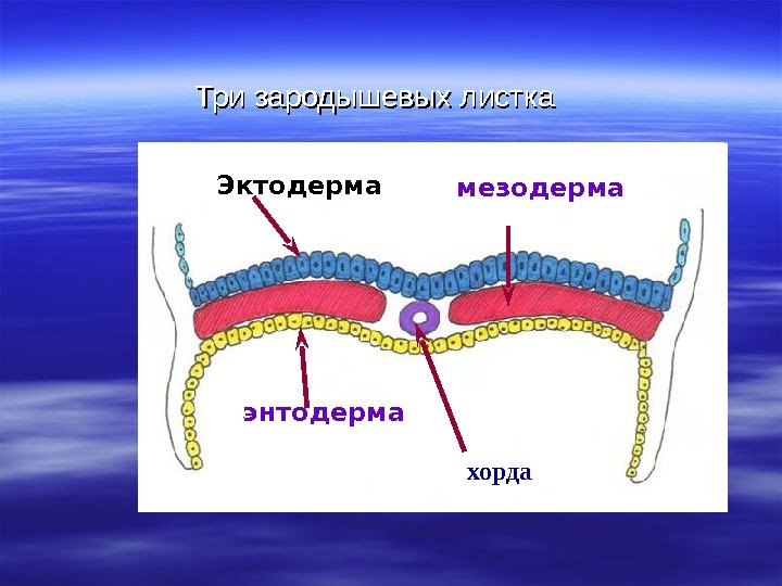 Эктодерма энтодерма мезодерма. Три зародышевых листка хорда 