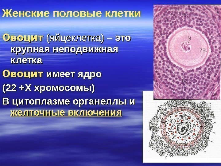 Овоцит (яйцеклетка) – это крупная неподвижная клетка Овоцит имеет ядро (22 +Х хромосомы) В